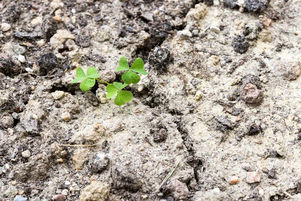 Brote de trébol verde fresco en tierra seca — Foto de Stock