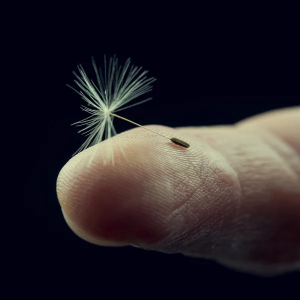 Paardebloem zaad op een vinger — Stockfoto