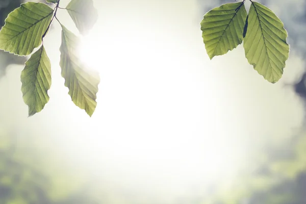 Fresh green spring leaves with sun flare — Stock Photo, Image