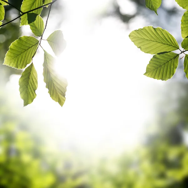 Telaio di foglie fresche di primavera verde — Foto Stock