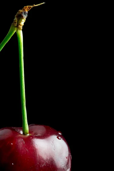 Primer plano de una cereza roja madura — Foto de Stock