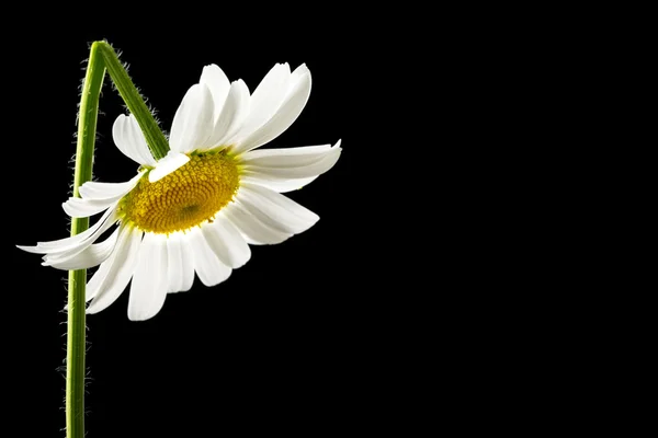 Hermosa margarita blanca fresca de verano — Foto de Stock