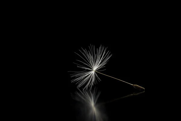 Dandelion seed on black background — Stock Photo, Image