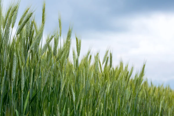 Wheat field in spring — Stock Photo, Image