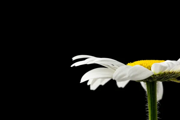 Tarjeta de condolencias — Foto de Stock