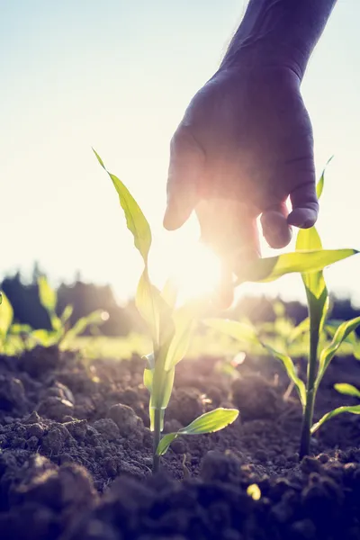 Hand reaching down to a young maize plant — Stock Photo, Image