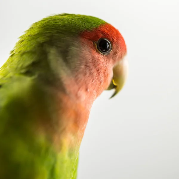 Love bird — Stock Photo, Image