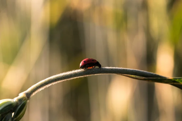 Ladybug on wheat stem — Stock Photo, Image