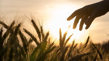 Hand of a farmer touching wheat field clipart