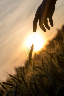 Dawn, buğday ve el siluet bir alanın üzerinde