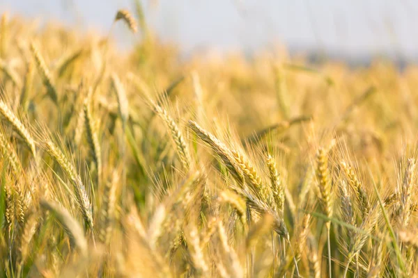 Golden wheat field — Stock Photo, Image