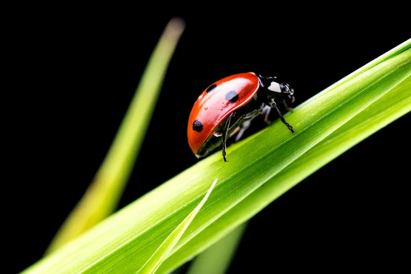 Ladybug on green grass — Stock Photo, Image