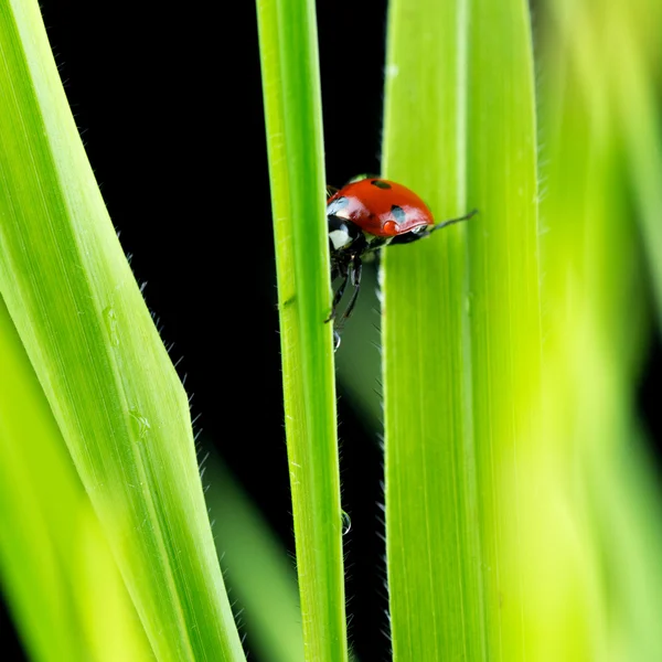 Joaninha suspensa entre duas folhas verdes — Fotografia de Stock