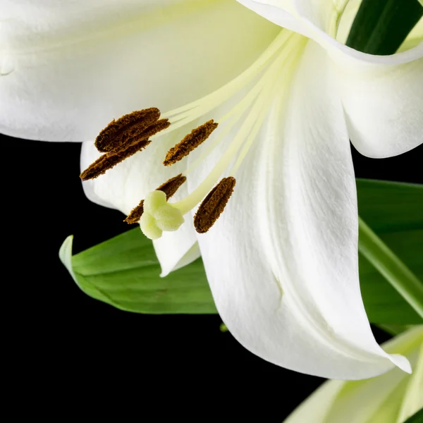 Primo piano di un bellissimo giglio bianco — Foto Stock