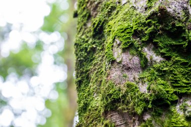 Ağaç kabuğu üzerinde taze yeşil yosun