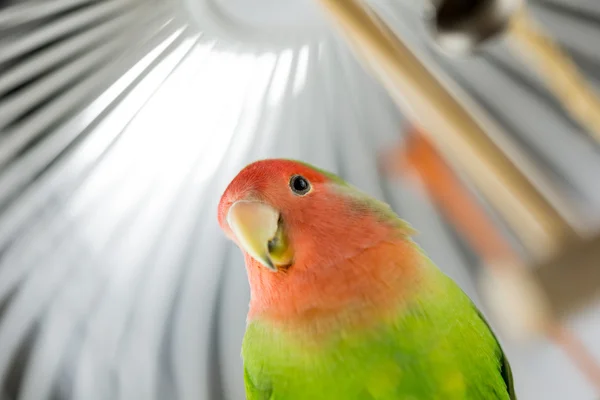 Rosy Face Lovebird em uma gaiola — Fotografia de Stock
