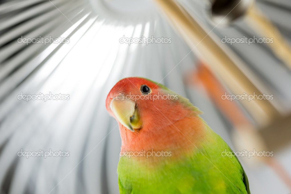 Rosy Faced Lovebird in a cage