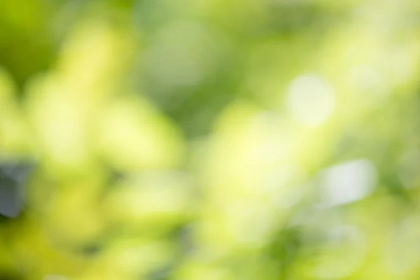 Yeşil doğal arka plan bulanık — Stok fotoğraf