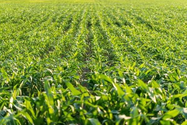 Jonge maïs planten in een landbouwgebied — Stockfoto