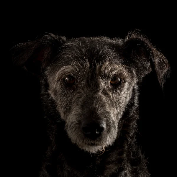 Retrato de um cão terrier — Fotografia de Stock