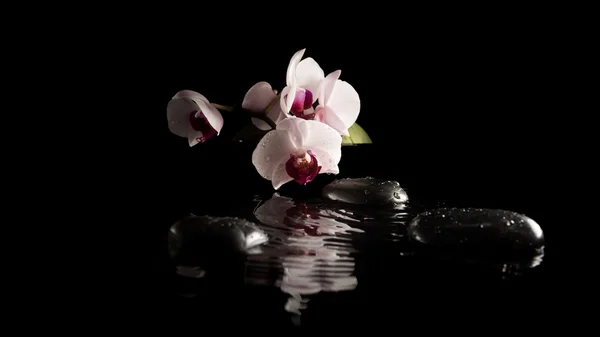 Fondo de spa con orquídeas sobre piedras de masaje — Foto de Stock