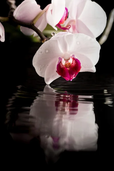 Flowering white orchid with water reflection — Stock Photo, Image