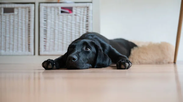 Niski Kąt Widzenia Ładny Czarny Szczeniak Labrador Leżący Podłodze Domu — Zdjęcie stockowe