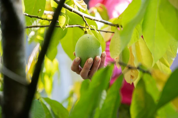 Tekintse Zöld Levelek Egy Női Kéz Gazdaság Érlelés Asimina Gyümölcs — Stock Fotó