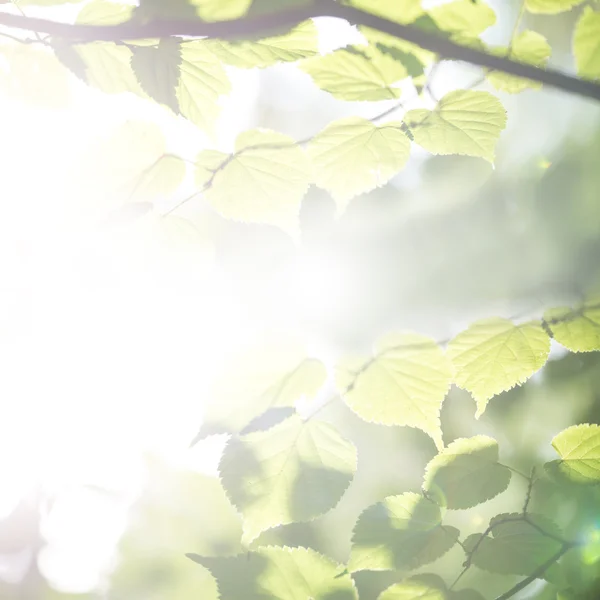 Ljusa ethereal våren lämnar bakgrund — Stockfoto