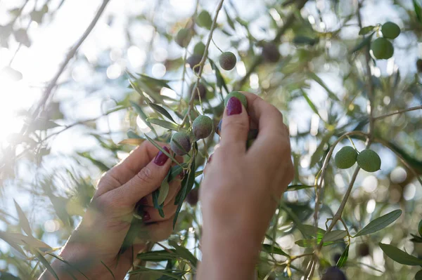 Vista Perto Mãos Femininas Que Colhem Frutos Azeitona Maduros Uma — Fotografia de Stock