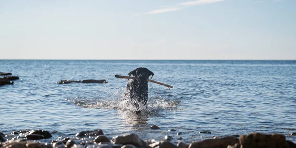 Černý Labrador Štěně Získávání Hůl Mořské Vody Krásný Slunečný Den — Stock fotografie