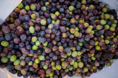 Keten bir çantada toplanmış olgun zeytin meyvelerinin üst görüntüsü.