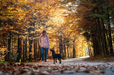 Siyah labrador köpeğiyle sonbahar ağaçlarının altında dallarından güneş ışığı geçen bir yolda yürüyen bir kadının güzel renkli görüntüsü..
