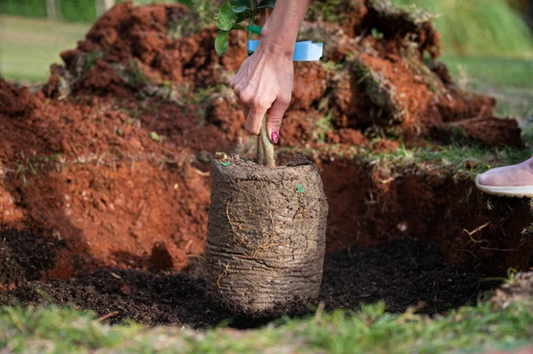 Widok Bliska Samicę Sadzącą Nowe Drzewo Żyznej Czerwonej Istryjskiej Glebie — Zdjęcie stockowe