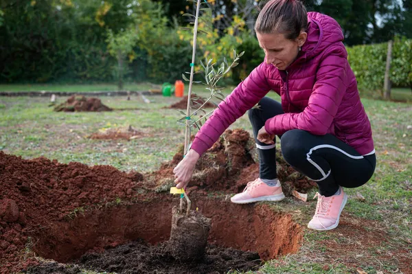 Mujer Joven Plantando Arbolito Joven Agujero Tierra Roja Fértil Patio — Foto de Stock