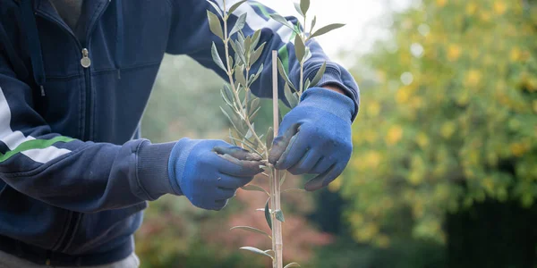 新鮮に植えられた若いオリーブの木を支持棒にロープで固定した保護手袋を持つ庭師 — ストック写真