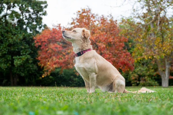 一只可爱的小狗坐在草地上 背景是美丽的五彩缤纷的秋天树 它的视角很低 — 图库照片