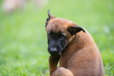 Tatlı Belçika Malinois köpeği dışarıda yeşil çimlerde patisini yalıyor..