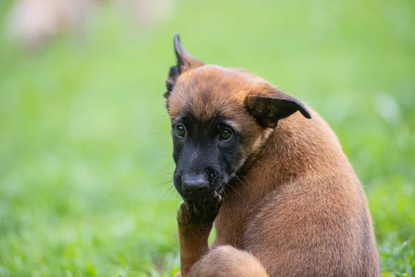 可愛いですベルギー語Malinois子犬なめる彼女の足外で緑の草 — ストック写真