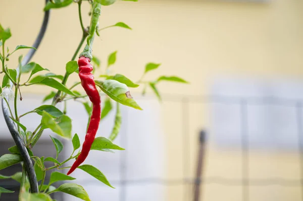 Chile Rojo Picante Maduro Creciendo Una Planta Afuera Jardín — Foto de Stock