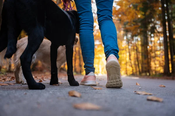 2匹の犬と一緒に美しい紅葉の森を歩きながら 女性のニッカーの低い角度の眺め — ストック写真