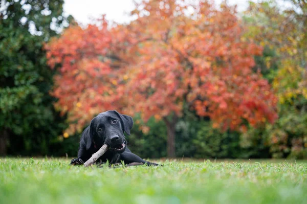 背景に美しい秋の木と棒に噛む緑の草の中に横たわるかわいい黒いラブラドール子犬の低角度ビュー — ストック写真