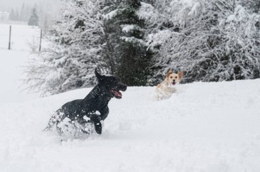 İki köpek, kahverengi ve siyah, güzel bir kış doğasında taze karda neşeyle koşuyorlar..