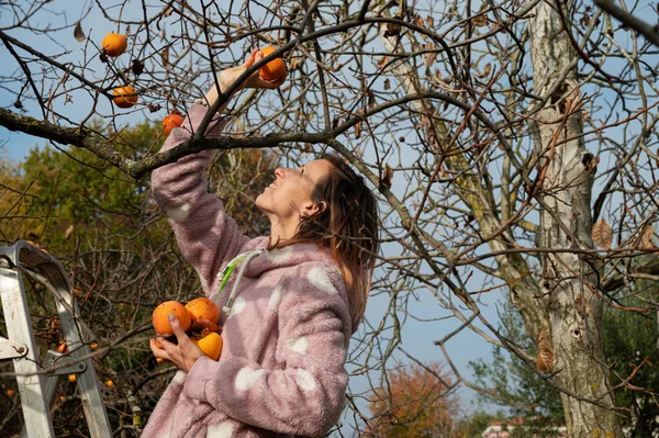 Young Woman Harvesting Organic Homegrown Persimmon Fruit Tree Sunny Autumn — Stock Photo, Image