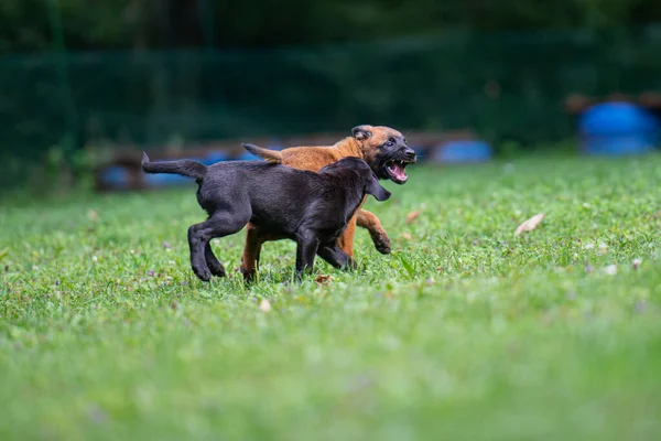 ベルギーのMalinoisと黒Labraador Retriever子犬遊び外で緑の草 — ストック写真