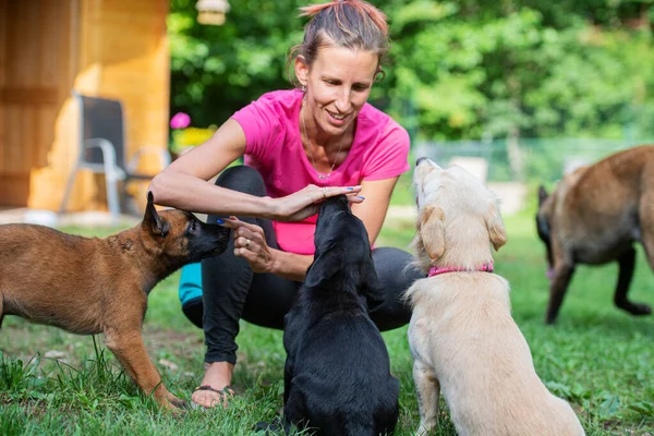 晴れた日に外で3匹の子犬を訓練する女性の犬のインストラクター — ストック写真