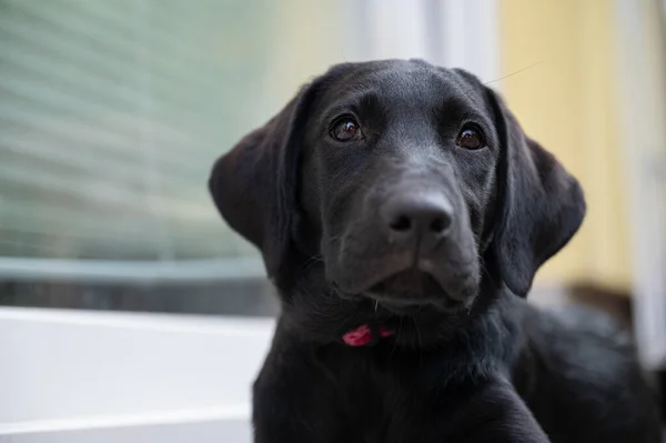 Portré Egy Aranyos Fekete Labrador Kiskutya — Stock Fotó