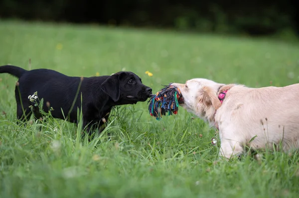 Two Puppies Tugging Toy Green Meadow — Fotografia de Stock