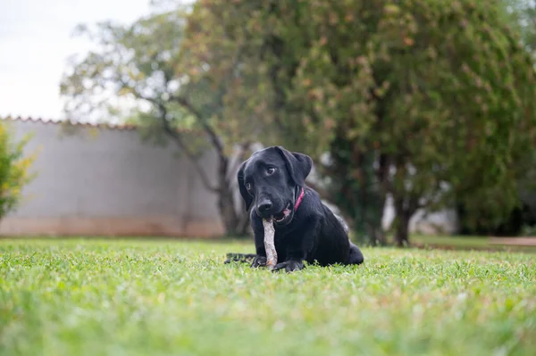 かわいいです罪のない黒Labraador Retriever子犬嘘で緑の草Biting A木の棒 — ストック写真