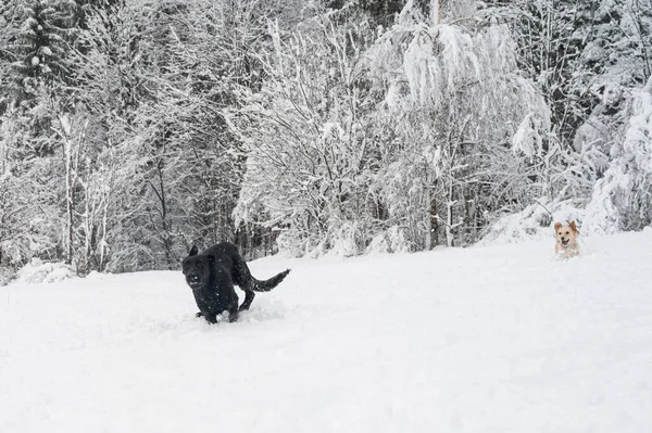Zwei Hunde Rennen Und Jagen Einander Einer Wunderschönen Verschneiten Natur — Stockfoto